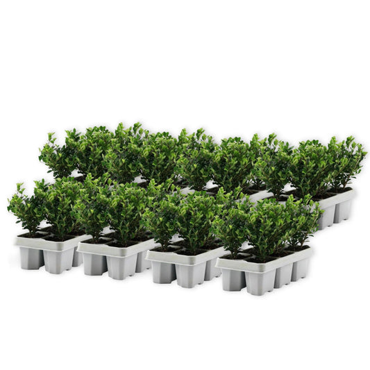 Acebo Crenata - 48 Pzs - Ilex Crenata 'jenny' - Altura 10-20cm - ⌀9cm_0