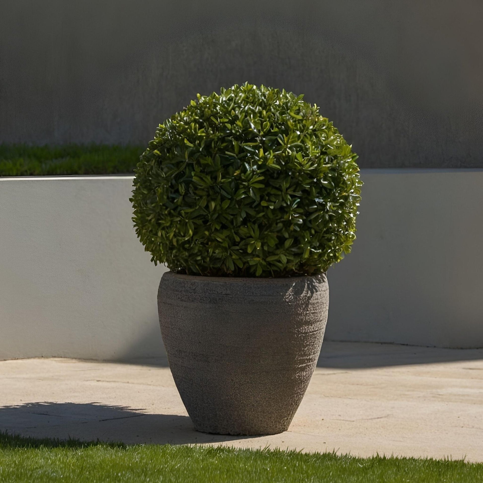 Acebo Crenata - Ilex Crenata 'jenny' - Altura 30-40cm - ⌀17cm_1