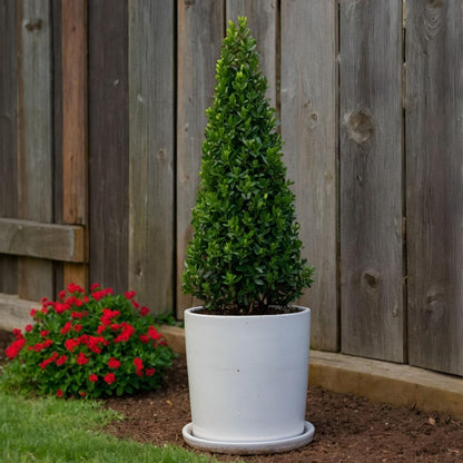 Acebo Crenata - Ilex Crenata 'jenny' - Altura 55-65cm - ⌀21cm_1