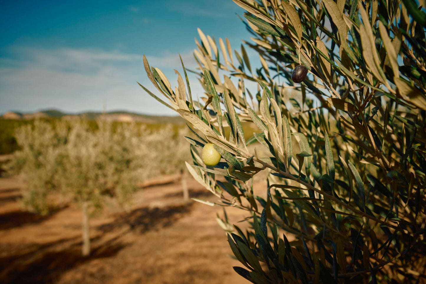 Aceite De Oliva Virgen Extra The Farm Mallorca 4 X 250 Ml_3