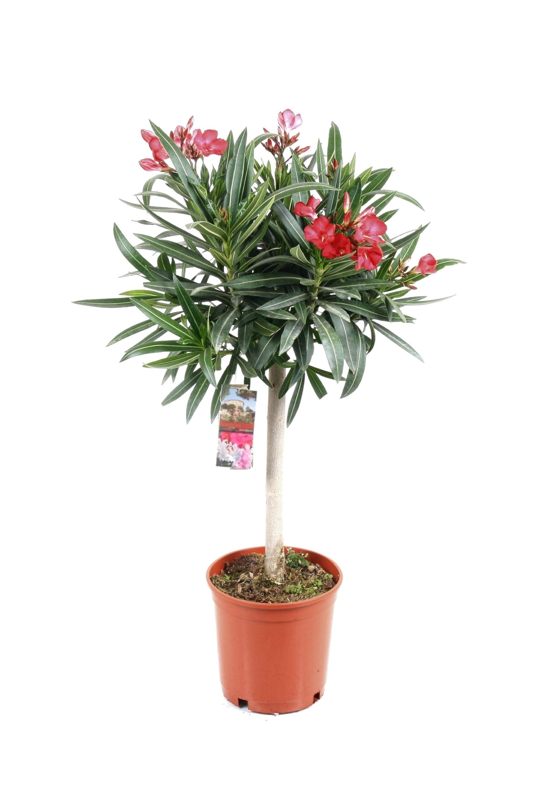 Adelfa - Nerium Oleander - Altura 80-90cm - ⌀21cm_0