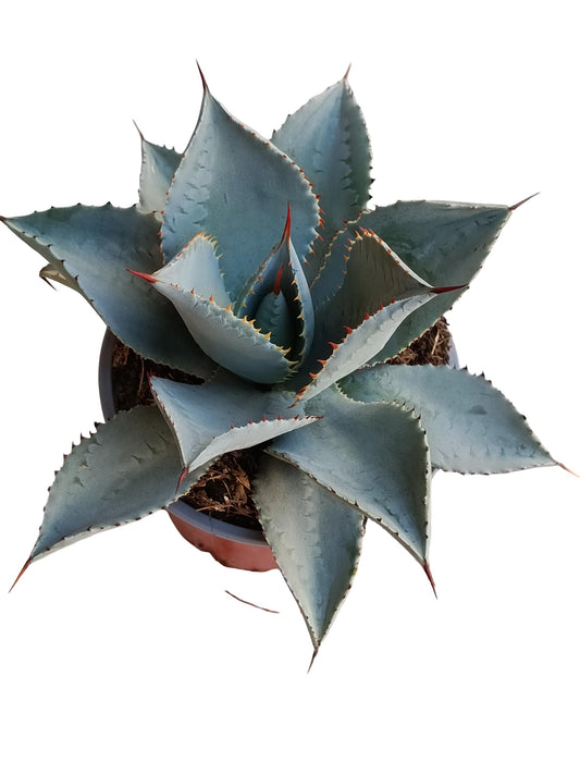 Agave Dragon Toes Planta Suculenta Natural Ø13_0