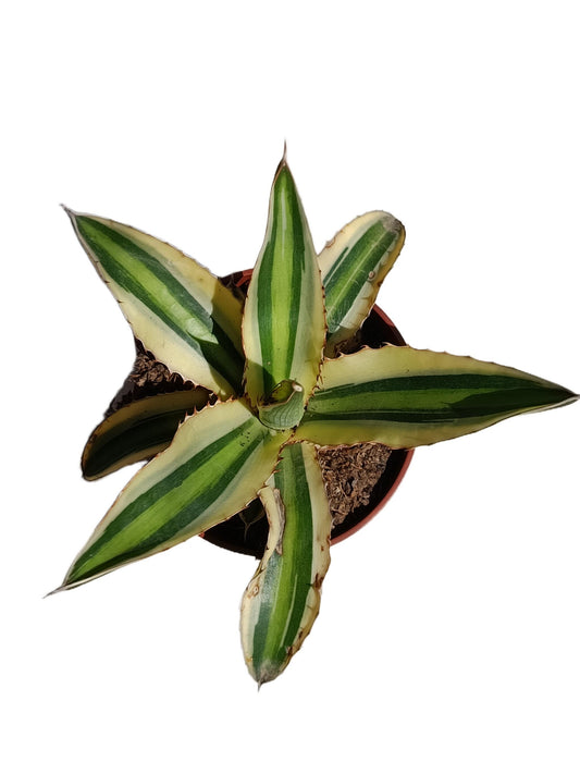 Agave Lopantha Quatricolor Planta Suculenta Natural Ø8_0