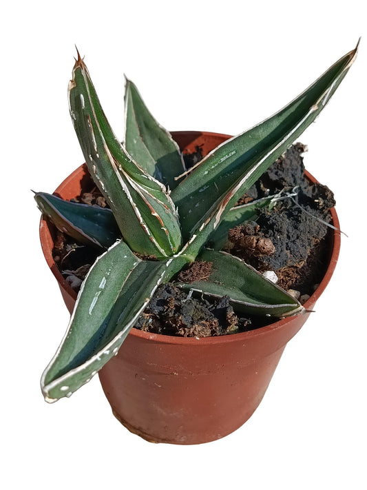 Agave Nigra Planta Suculenta Natural Ø8_0