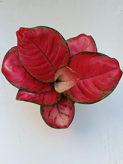 Aglonema Ruby Red Planta De Interior Ø12_0