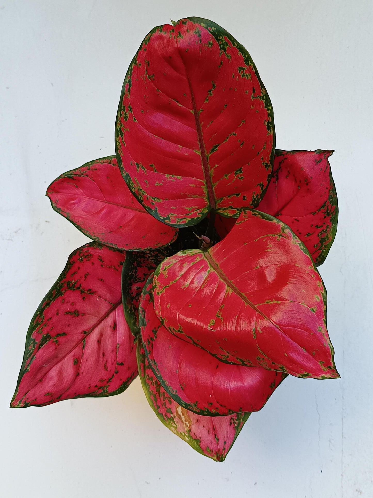 Aglonema Ruby Red Planta De Interior Ø12_2