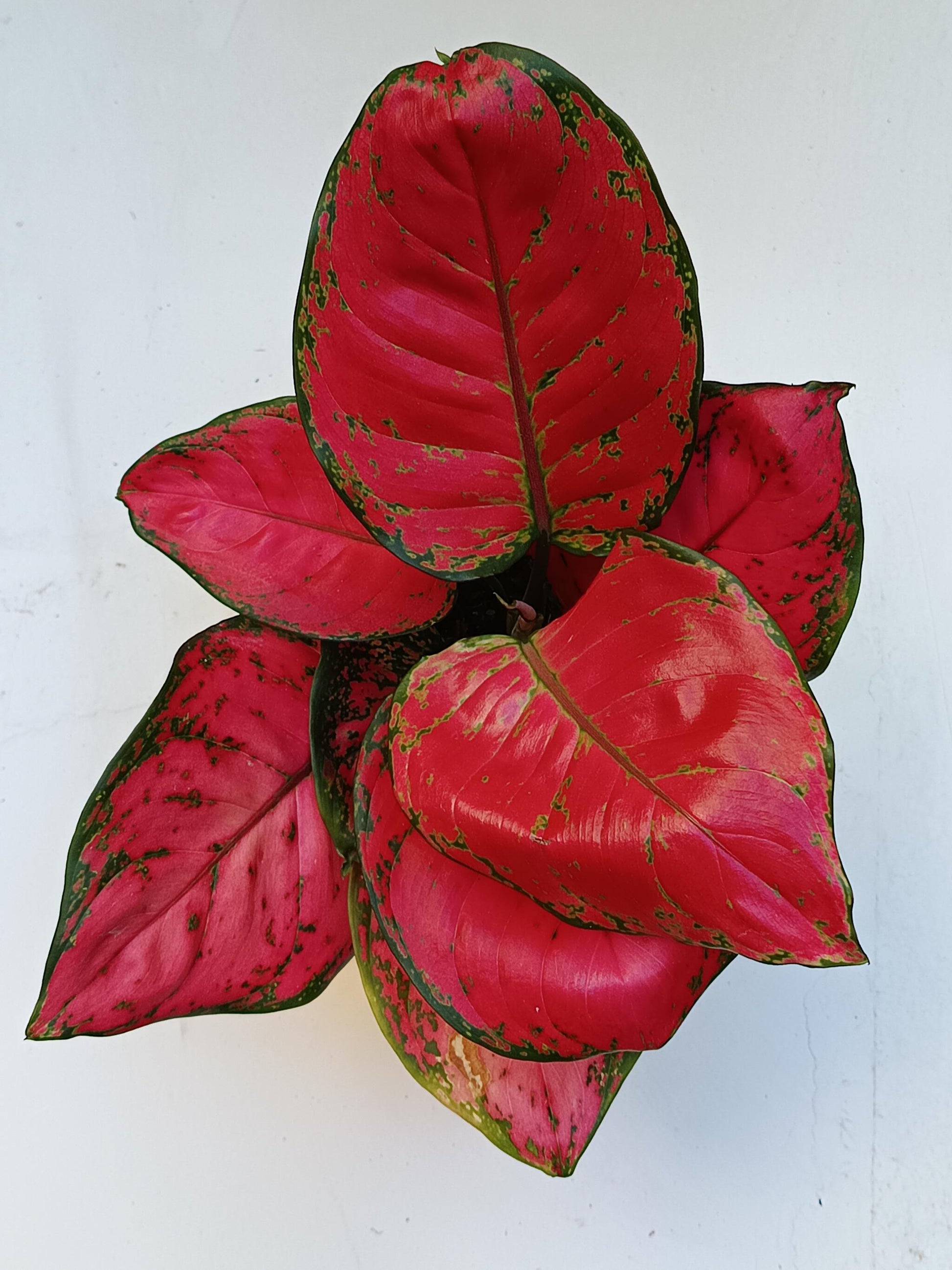 Aglonema Ruby Red Planta De Interior Ø12_2