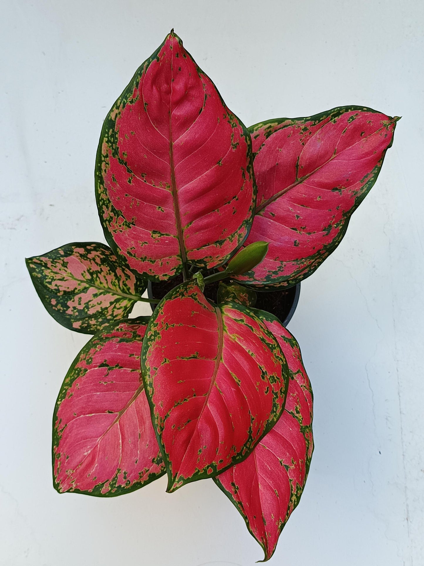 Aglonema Ruby Red Planta De Interior Ø12_3