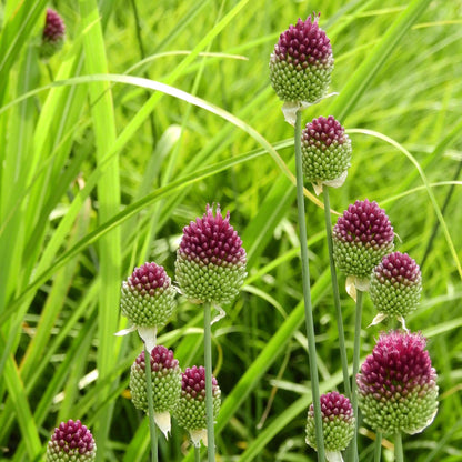 Ajo De Cigüeña - 100 Pzs - Allium 'sphaerocephalon' - Bulbos De Flores_4