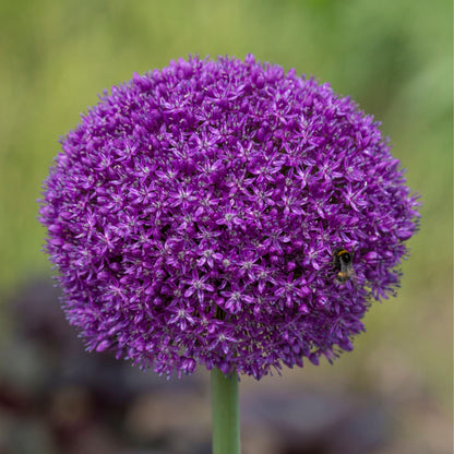 Ajo Ornamental - 6 Pzs - Allium 'ambassador' - Bulbos De Flores - Púrpura_3