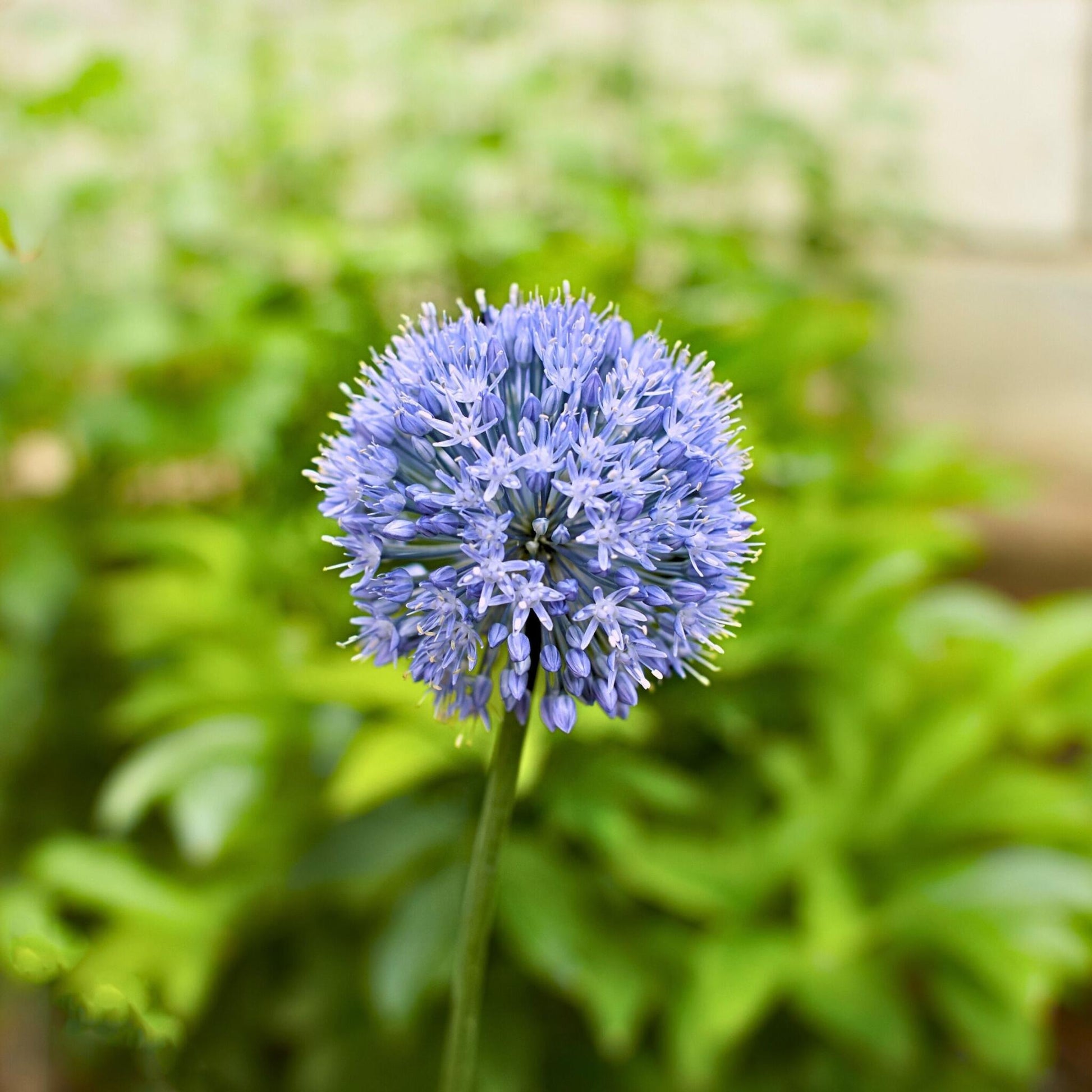 Ajo Ornamental Azul - Allium 'caeruleum' - Pack De 40 Bulbos_3