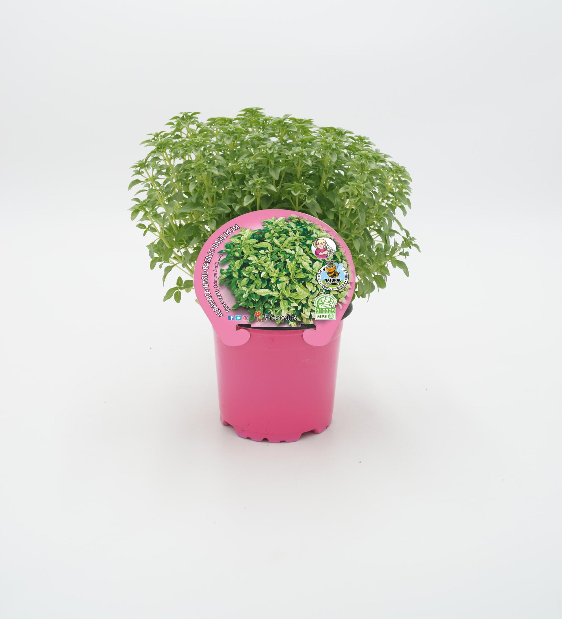 Albahaca Hoja Fina En Maceta 10,5 Cm. Natural - Fitoralia_0