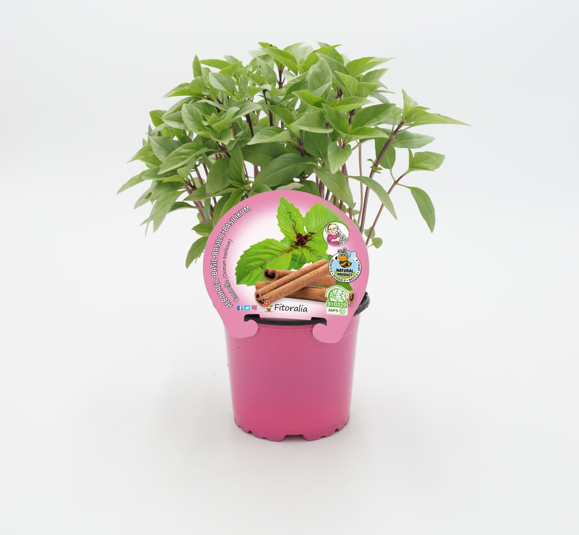 Albahaca cannelle en maceta 10,5 cm. natural - Fitoralia_0