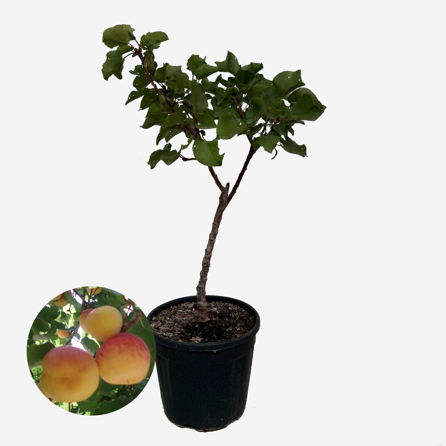Albaricoquero Enano - Altura Aprox. 1m. - Planta Natural - Ideal Para Cultivo En Maceta_0