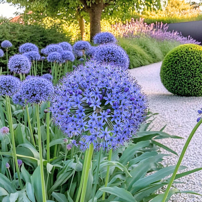 Allium Azureum - 80 Pzs - Allium 'caeruleum' - Bulbos De Flores - Azul_1