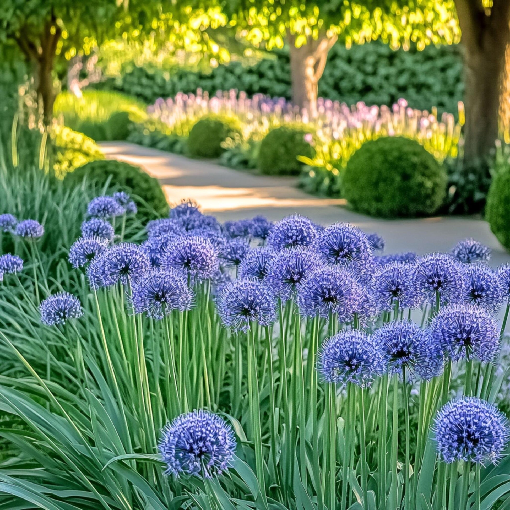 Allium Azureum - 80 Pzs - Allium 'caeruleum' - Bulbos De Flores - Azul_4