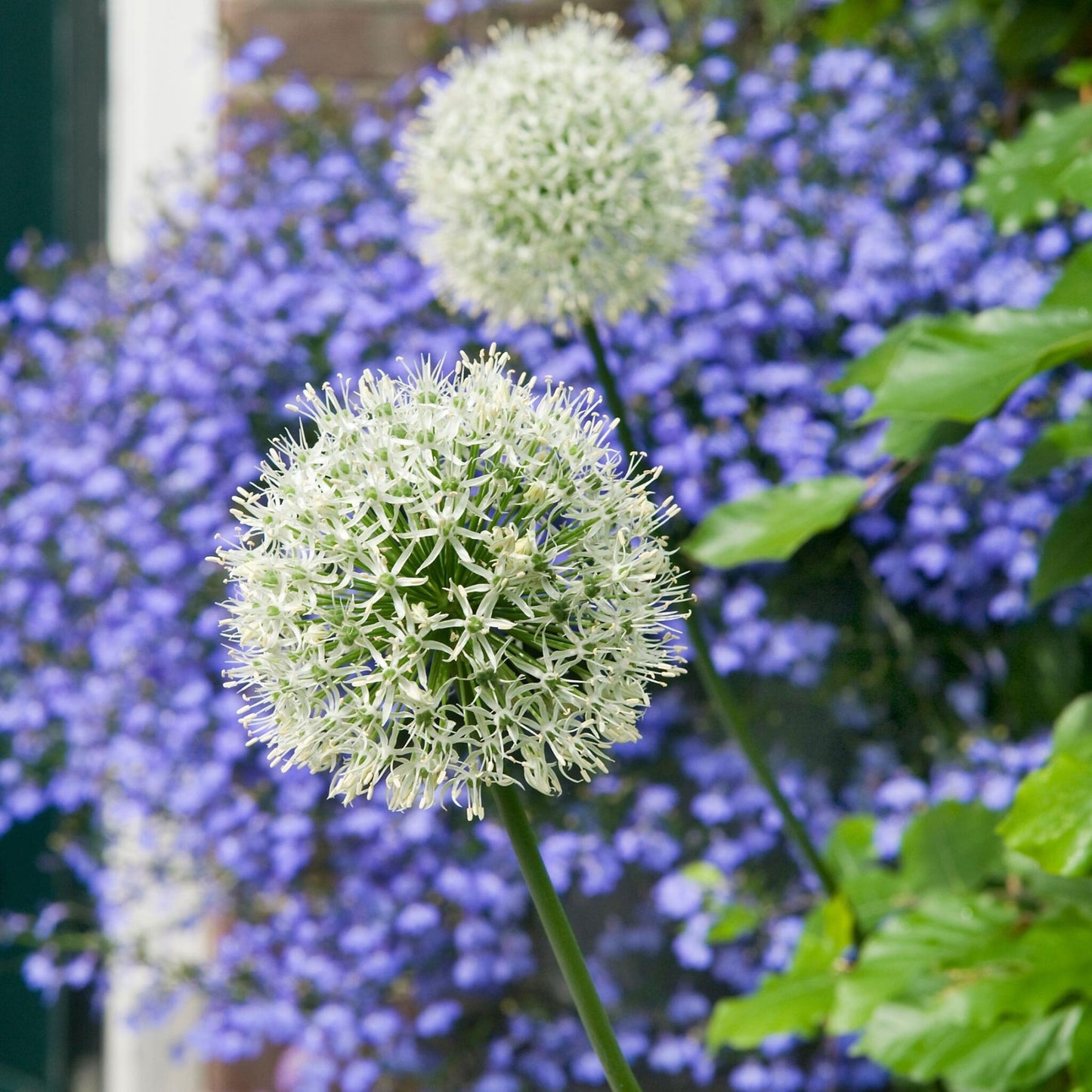 Allium Monte Everest - 3 Pzs - Allium 'mount Everest' - Bulbos De Flores_1