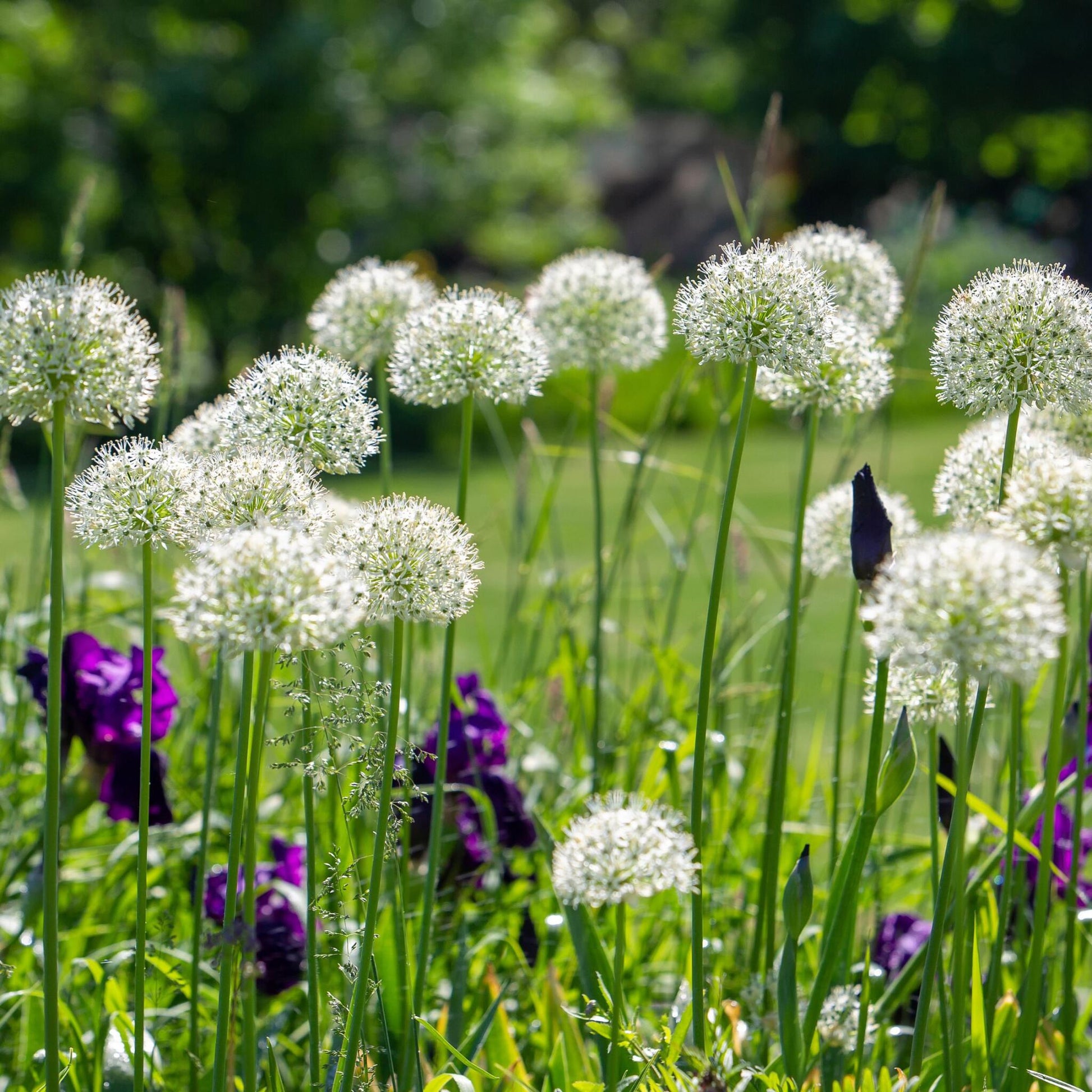 Allium Monte Everest - 6 Pzs - Allium 'mount Everest' - Bulbos De Flores_4