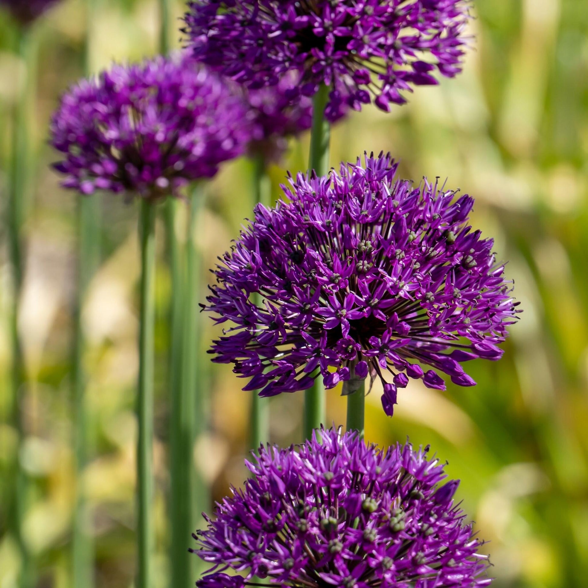 Allium Sensación Púrpura - 30 Pzs - Allium 'purple Sensation' - Bulbos De Flores_1