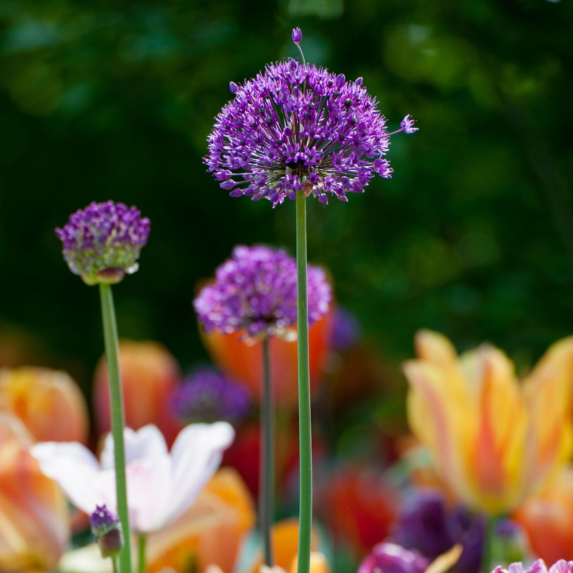 Allium Sensación Púrpura - 30 Pzs - Allium 'purple Sensation' - Bulbos De Flores_4