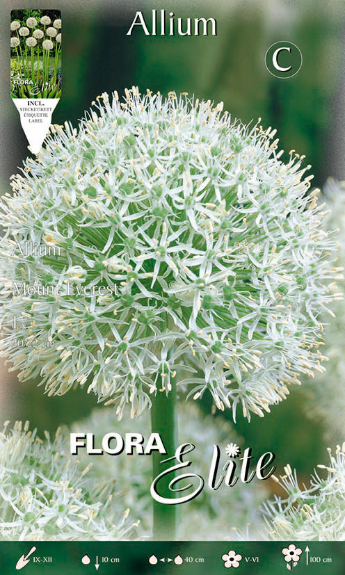 Bulbo Allium Mount Everest 1 ud