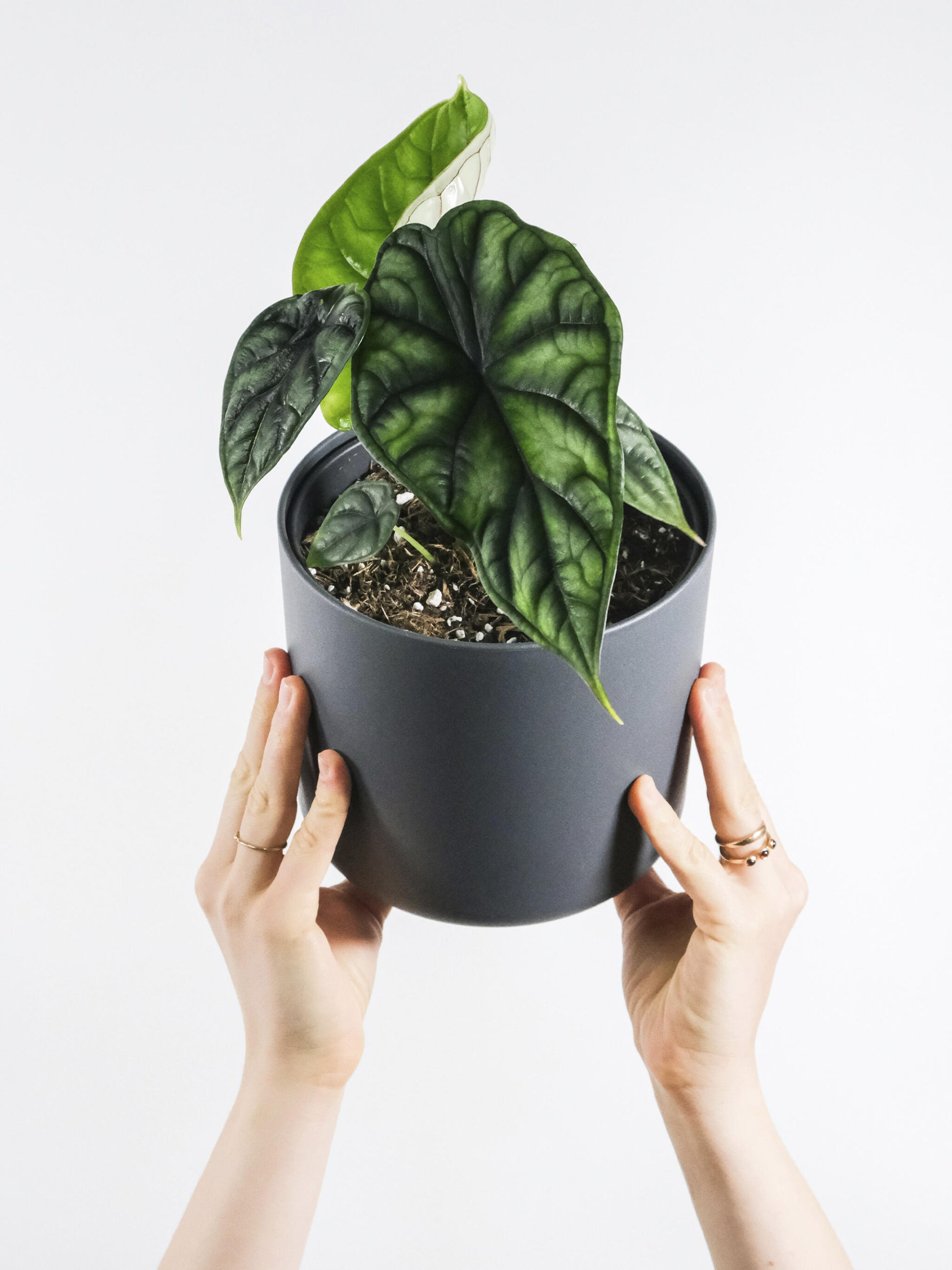 Alocasia Dragon Scale O Baginda_0