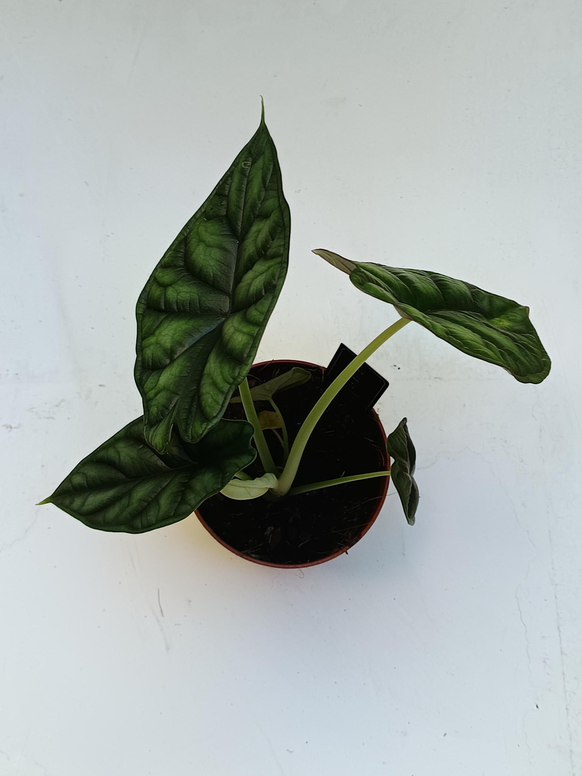 Alocasia Dragon Scale Planta De Interior Ø12_1