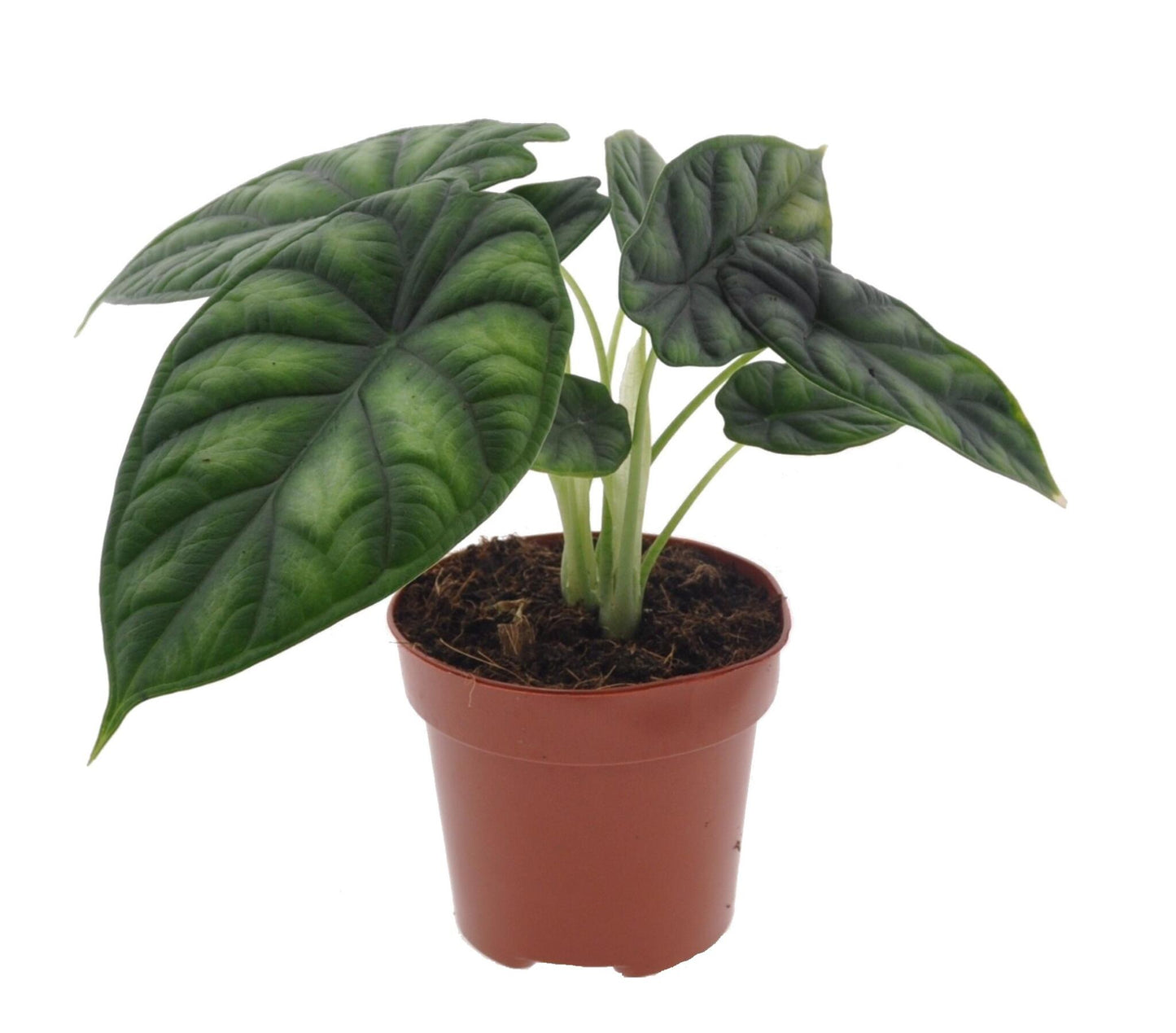 Alocasia Escama De Dragón - Alocasia 'dragon Scale' - Altura 30-40cm - ⌀12cm_0
