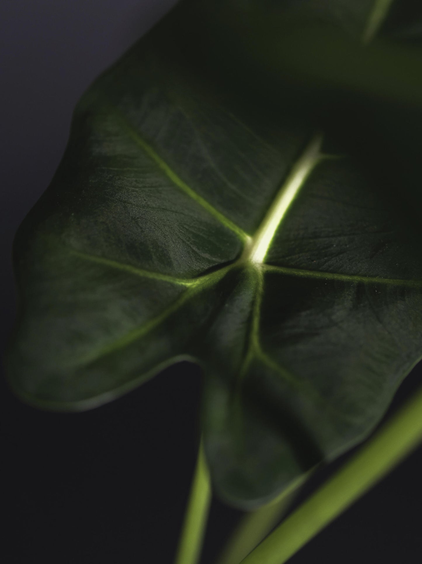 Alocasia Frydek O Green Velvet_1