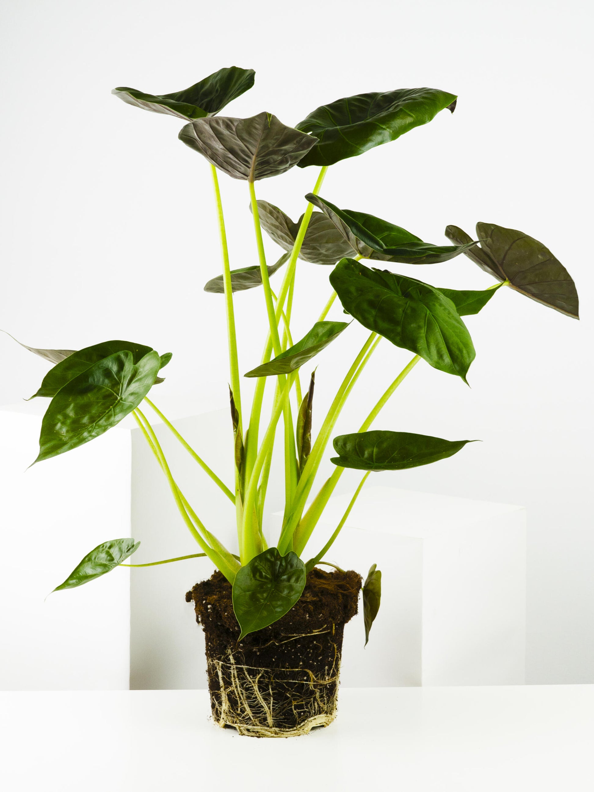 Alocasia Wentii_1