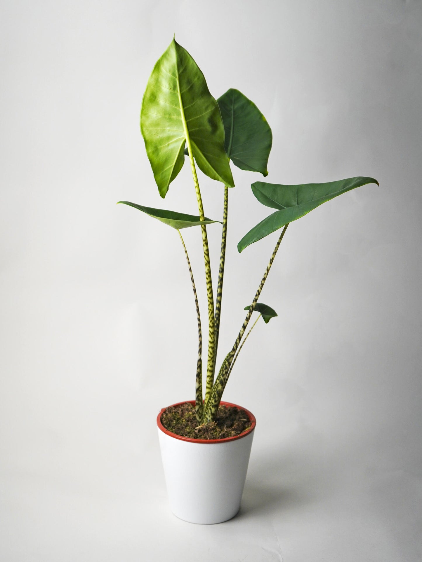 Alocasia Zebrina | Altura 75cm - Diámetro 19cm_0
