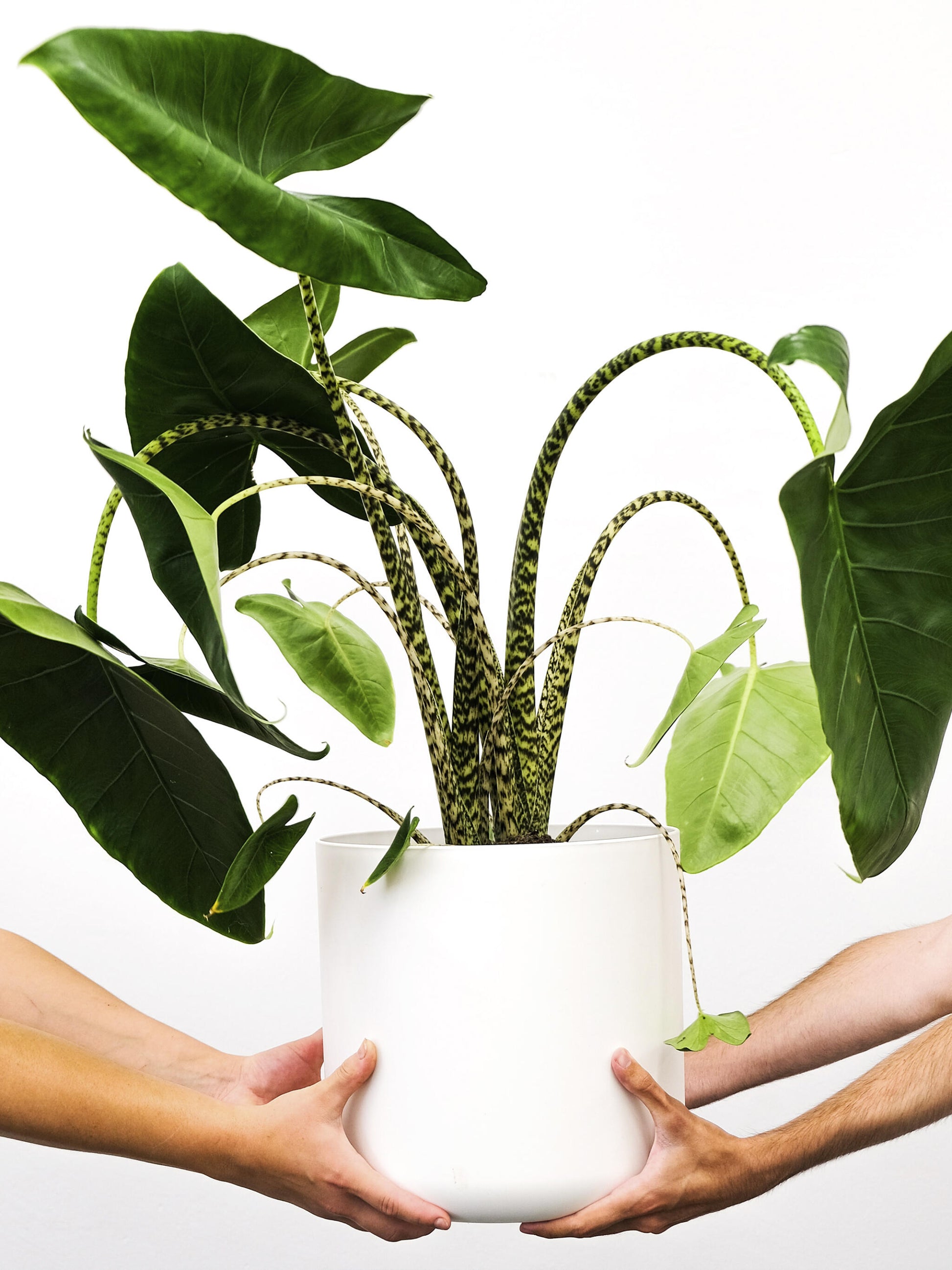Alocasia Zebrina | Altura 75cm - Diámetro 19cm_1
