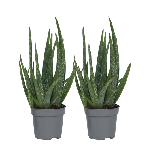 Aloe Vera - 2 Pzs - Aloe Barbadensis - Altura 25-40cm - ⌀105cm_0