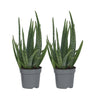 Aloe Vera - 2 Pzs - Aloe Barbadensis - Altura 25-40cm - ⌀105cm