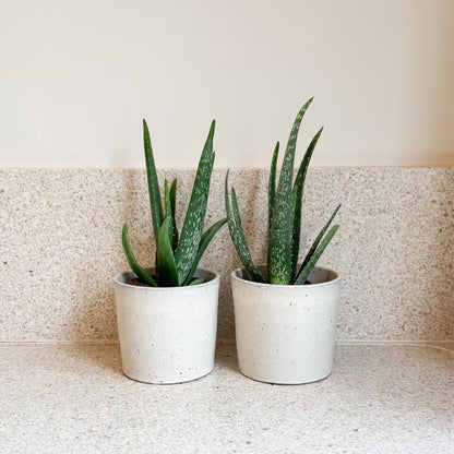 Aloe Vera - 2 Pzs - Aloe Barbadensis - Altura 25-40cm - ⌀105cm_1