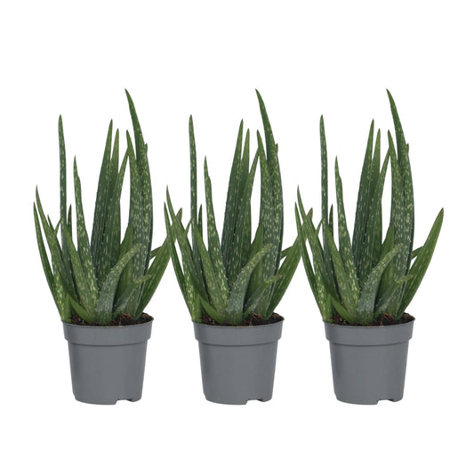 Aloe Vera - 3 Pzs - Aloe Barbadensis - Altura 25-40cm - ⌀105cm_0
