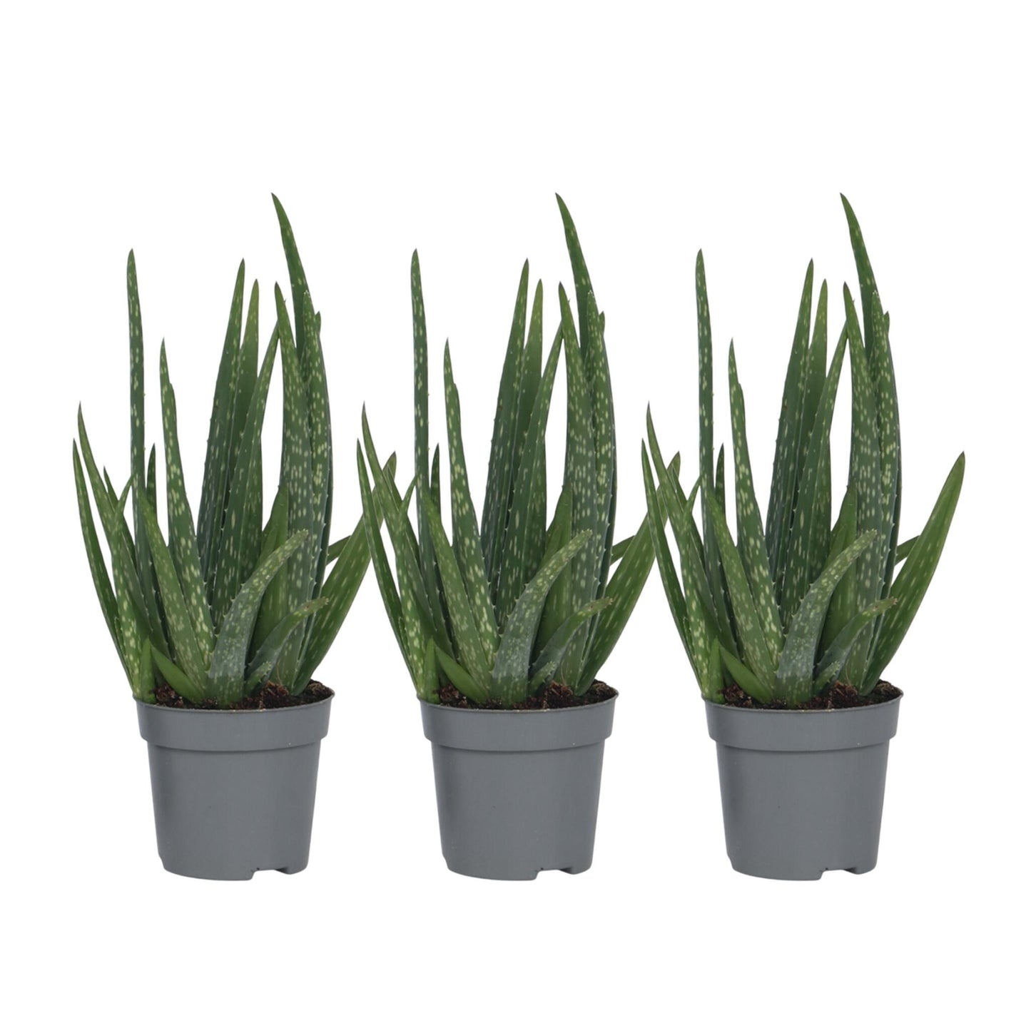 Aloe Vera - 3 Pzs - Aloe Barbadensis - Altura 25-40cm - ⌀105cm_0