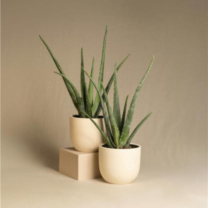 Aloe Vera - 3 Pzs - Aloe Barbadensis - Altura 25-40cm - ⌀105cm_1
