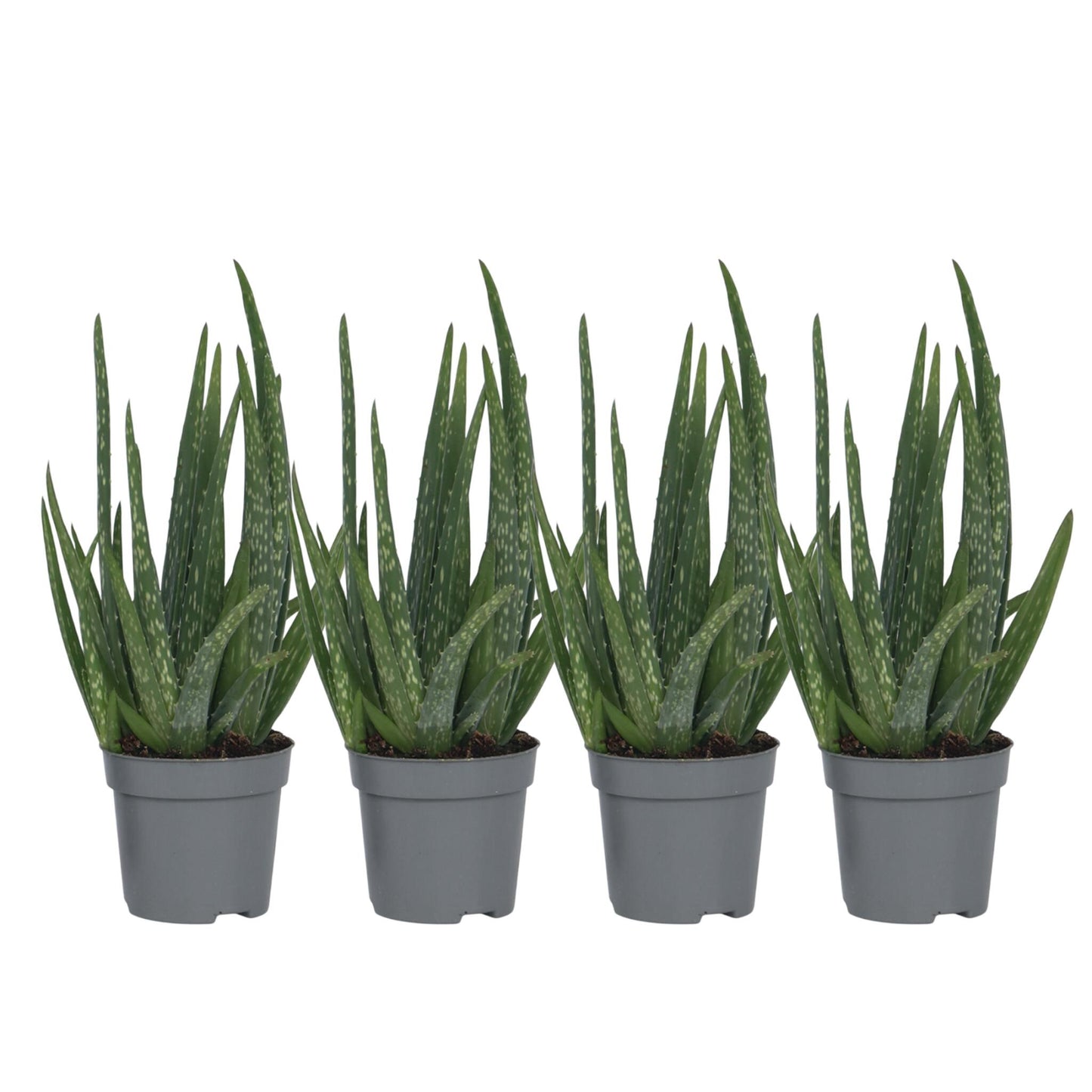 Aloe Vera - 4 Pzs - Aloe Barbadensis - Altura 25-40cm - ⌀105cm_0