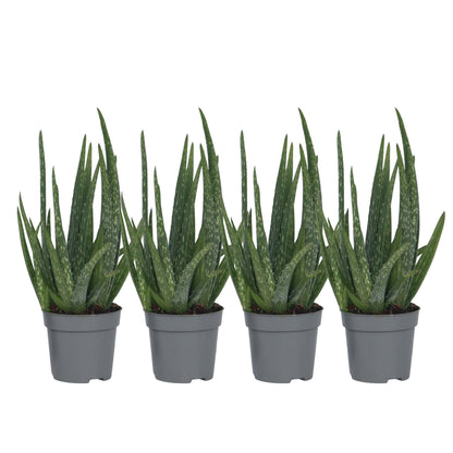Aloe Vera - 4 Pzs - Aloe Barbadensis - Altura 25-40cm - ⌀105cm_0