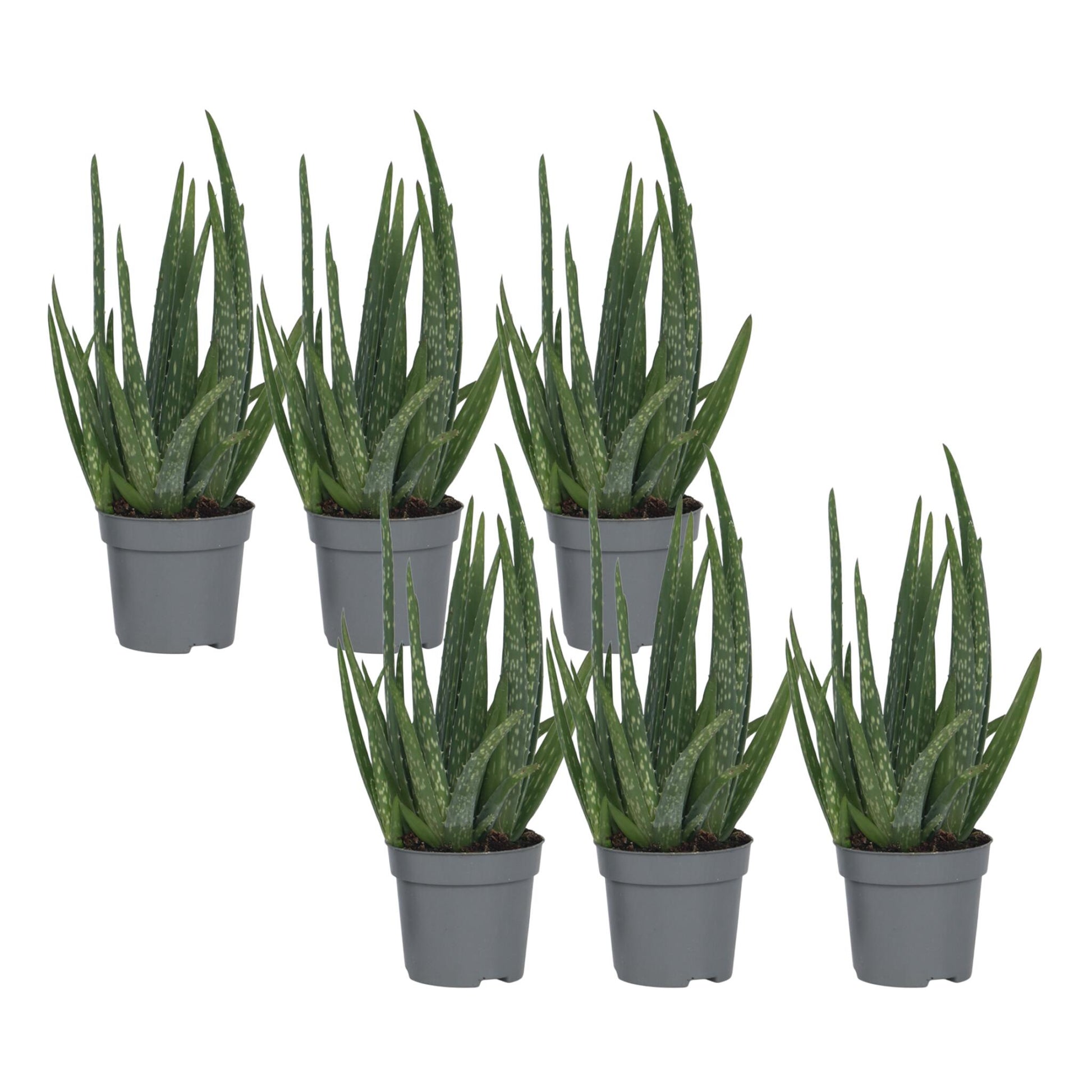 Aloe Vera - 6 Pzs - Aloe Barbadensis - Altura 25-40cm - ⌀105cm_0