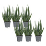 Aloe Vera - 6 Pzs - Aloe Barbadensis - Altura 25-40cm - ⌀105cm