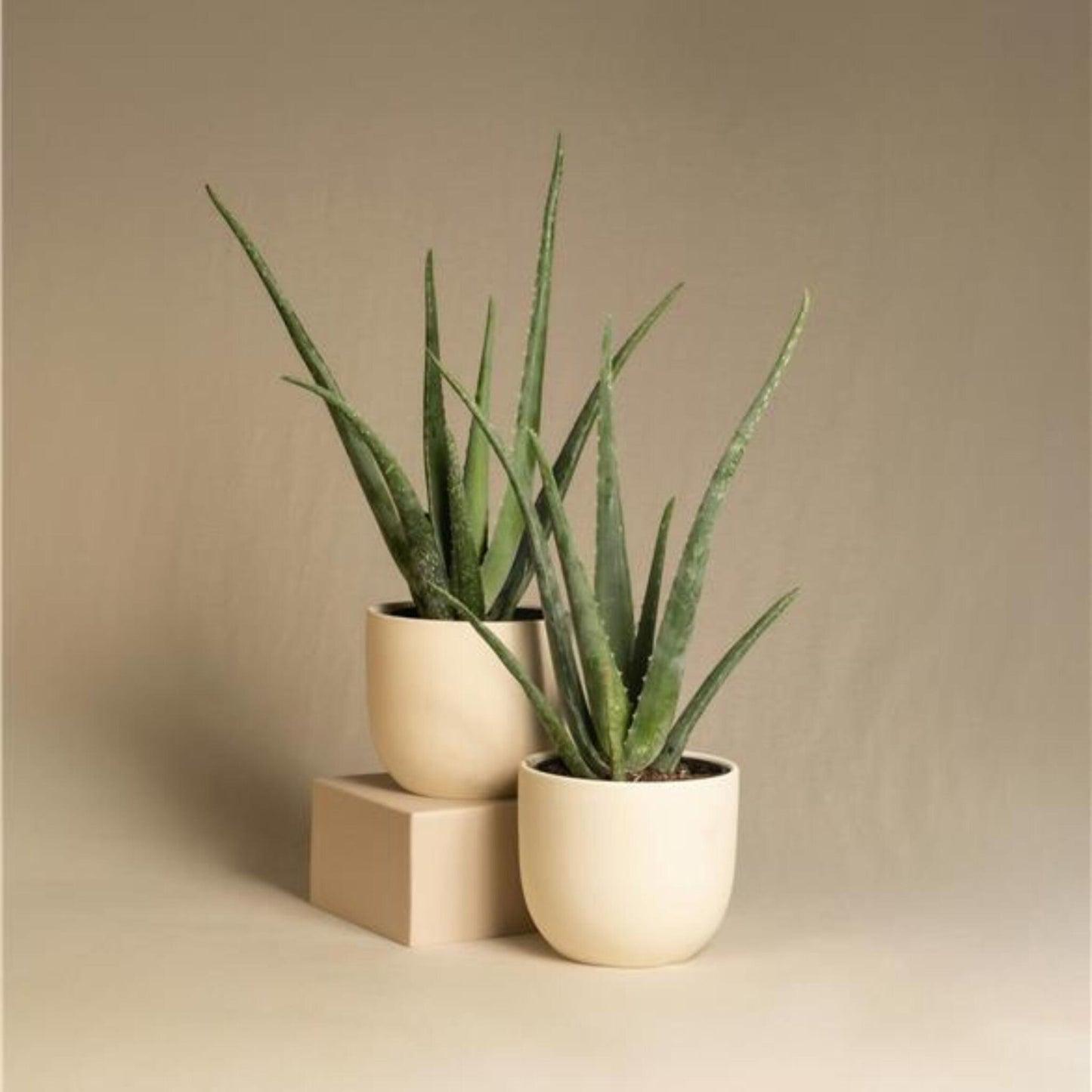 Aloe Vera - 6 Pzs - Aloe Barbadensis - Altura 25-40cm - ⌀105cm_1
