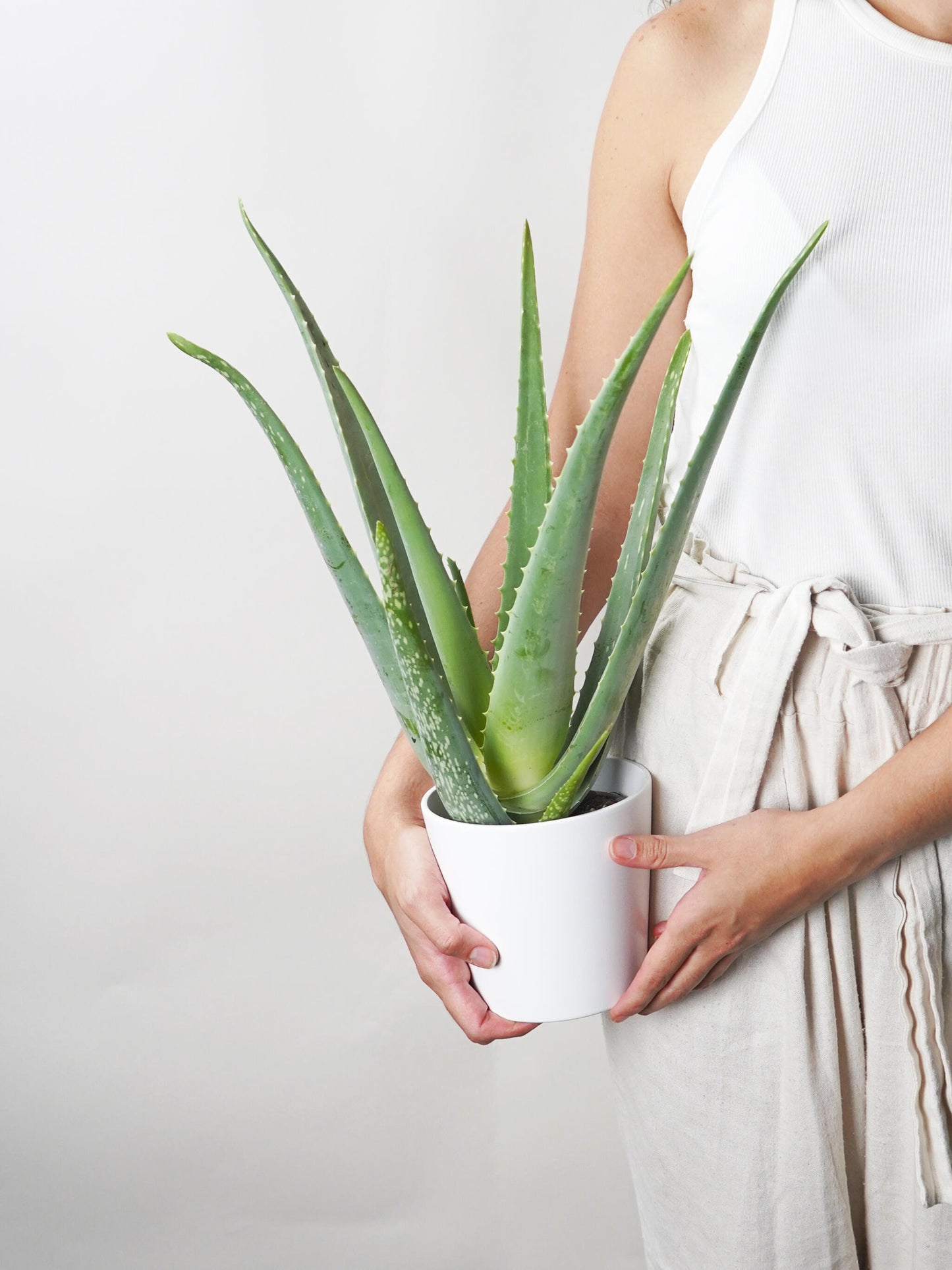 Aloe Vera O Sábila | Altura 35cm - Diámetro 12cm_0
