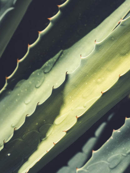 Aloe Vera O Sábila | Altura 35cm - Diámetro 12cm_1