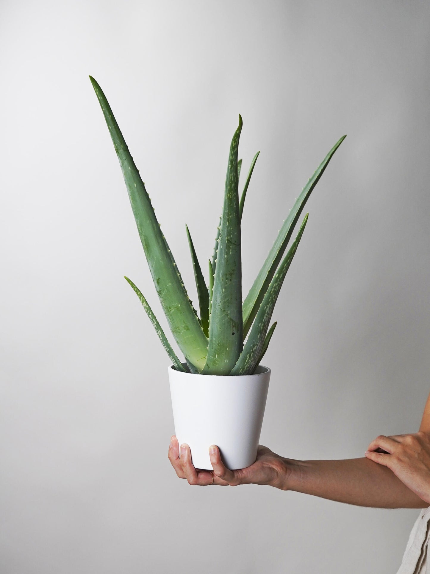 Aloe Vera O Sábila | Altura 35cm - Diámetro 12cm_2