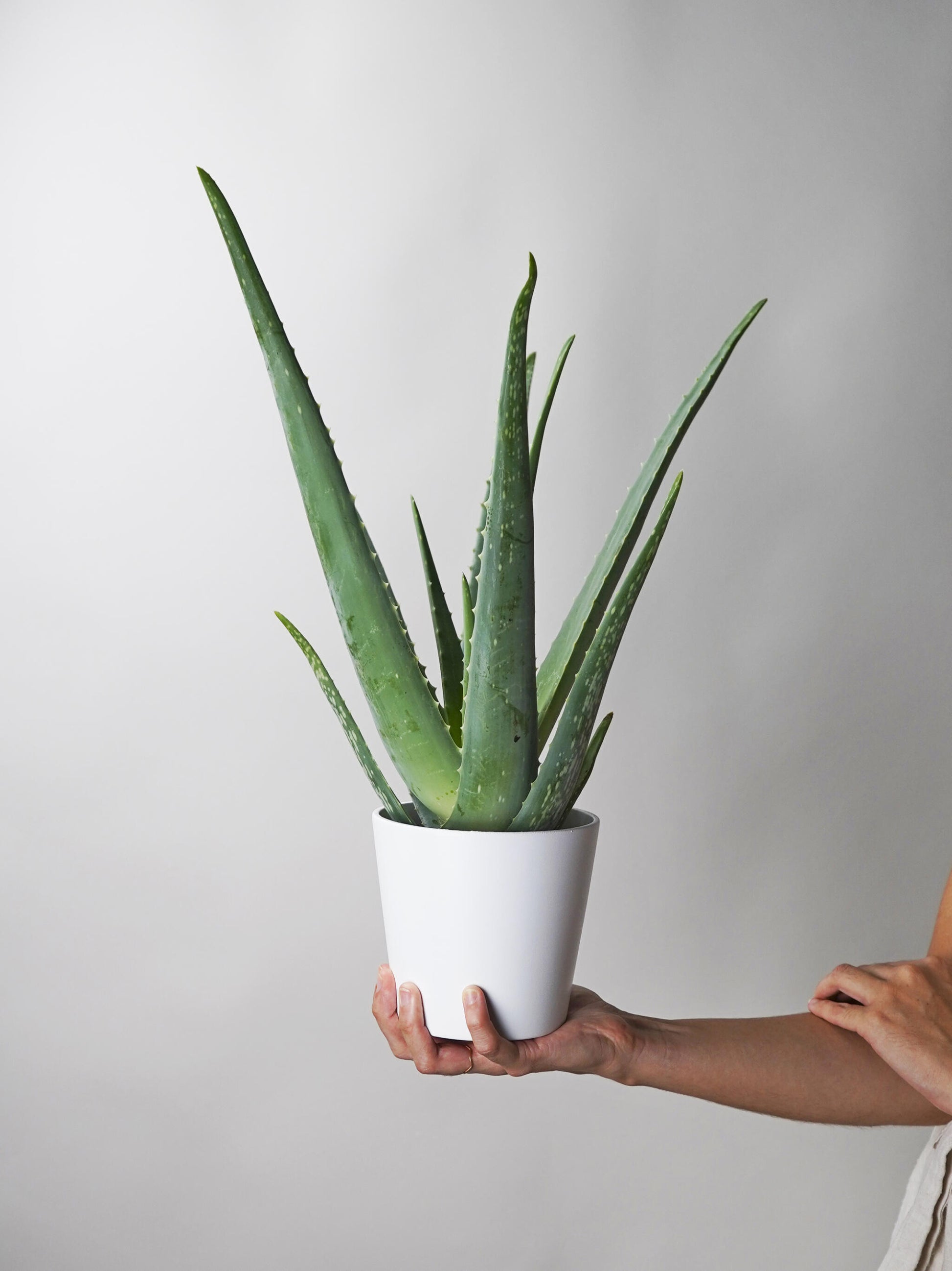 Aloe Vera O Sábila | Altura 35cm - Diámetro 12cm_2