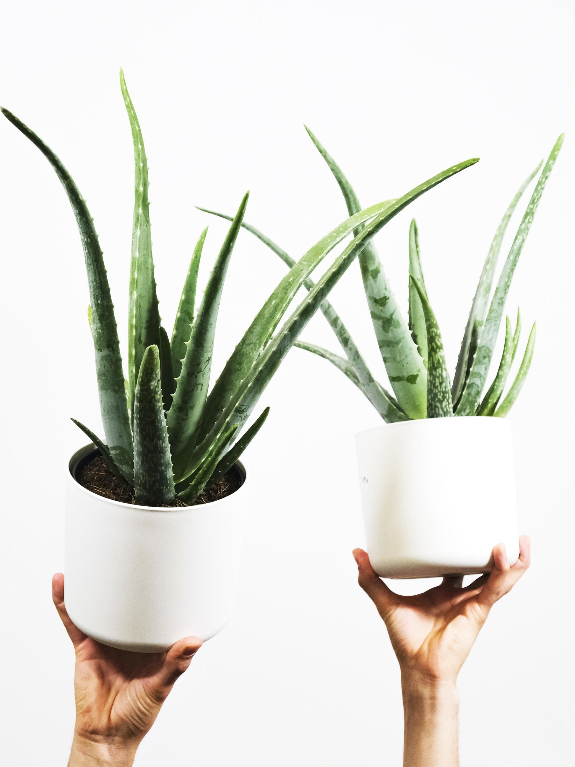 Aloe Vera O Sábila | Altura 35cm - Diámetro 12cm_3