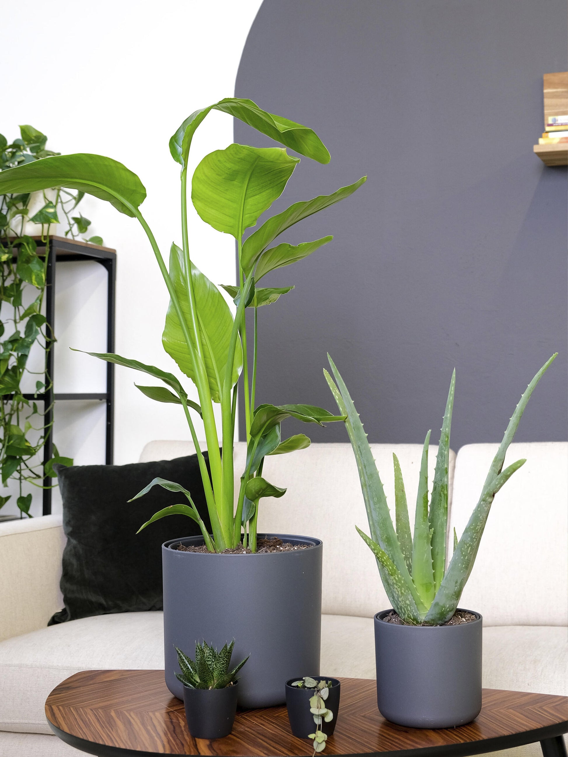 Aloe Vera O Sábila | Altura 35cm - Diámetro 12cm_4