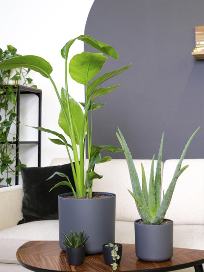 Aloe Vera O Sábila | Altura 35cm - Diámetro 12cm_4